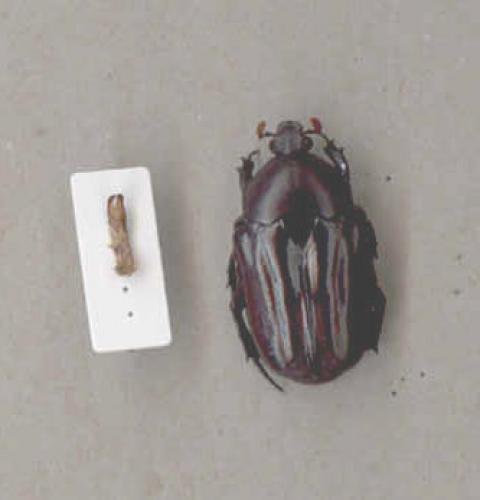 Oplostomus fuligineus