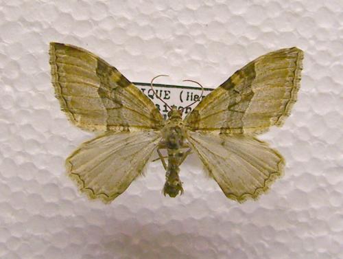 Triphosa sp.