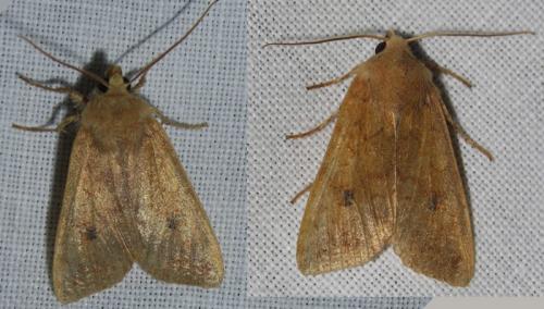 Agrochola circellaris
