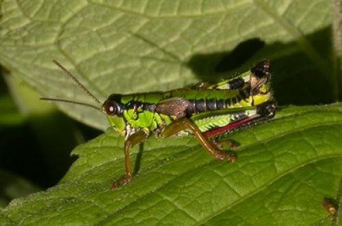 Miramella alpina subalpina