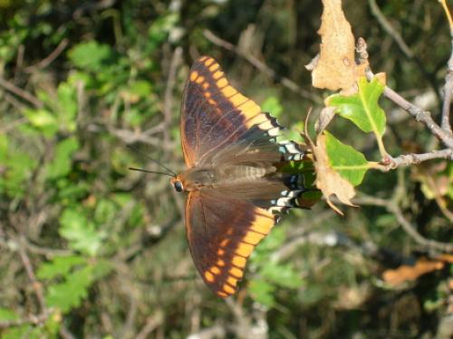 Charaxes jasius