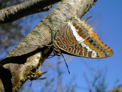 Charaxes jasius