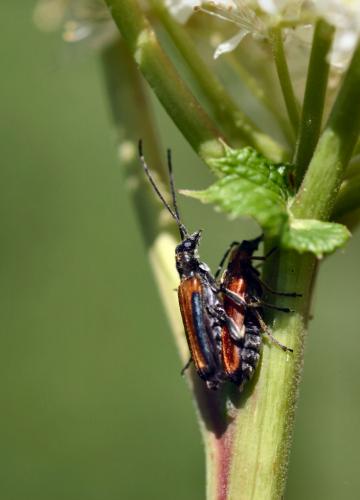 Anogcodes melanurus