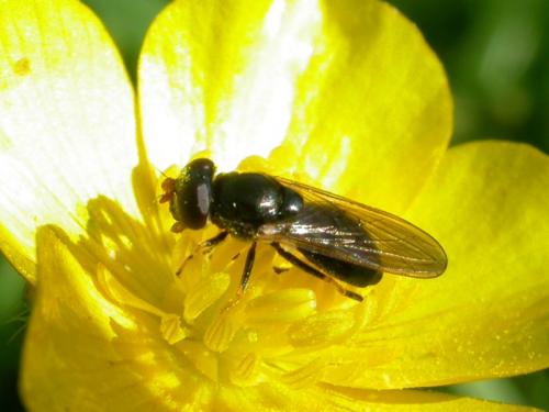 Réf. 15 182 : Cheilosia pagana