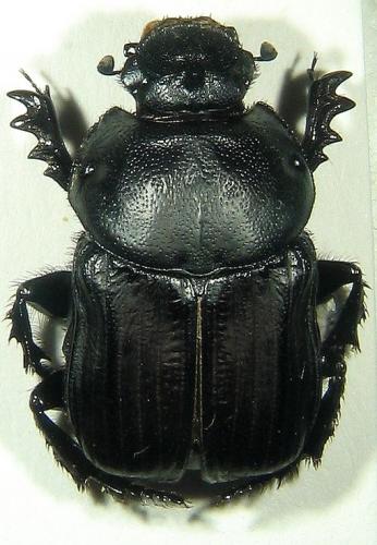 Réf. 15 035 : Cheironitis furcifer