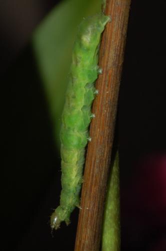 Phlogophora meticulosa