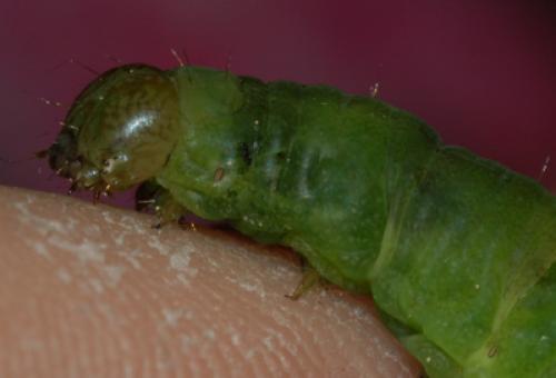 Phlogophora meticulosa