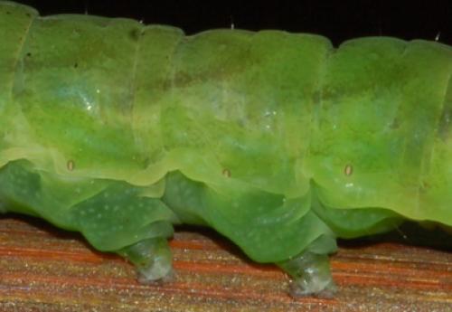 Phlogophora meticulosa