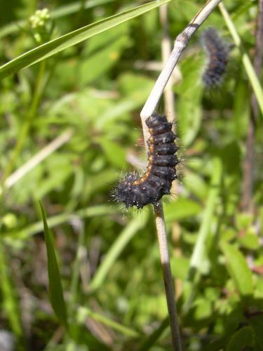 Saturnia pavonia