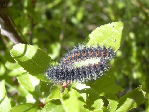 Saturnia pavonia