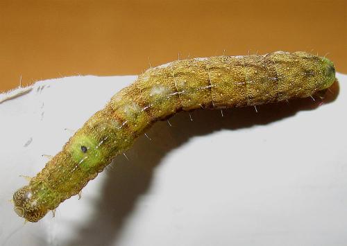 Phlogophora meticulosa