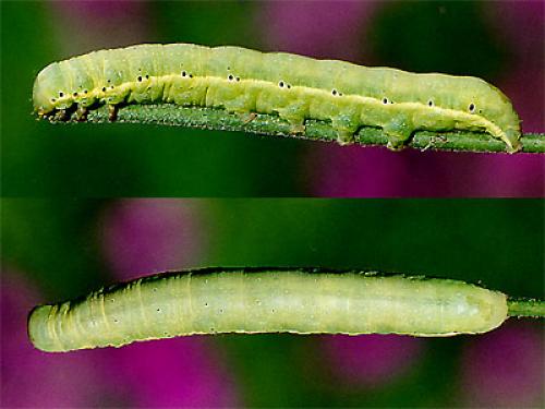 Réf. 15 134 : Polymixis rufocincta