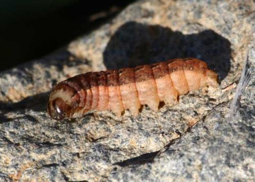 Noctua sp.