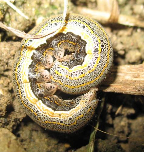Aedia leucomelas
