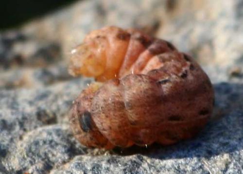 Noctua sp.