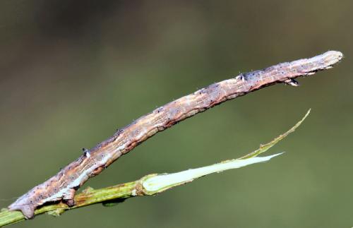 Réf. 15 547 : Angerona prunaria