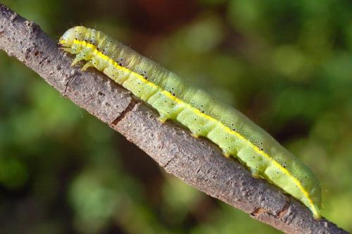 Lacanobia oleracea