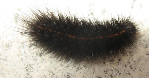 Spilosoma lubricipeda