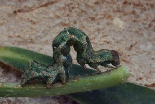 Acontia lucida
