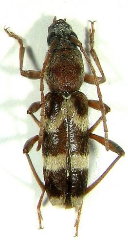 Chlorophorus aegyptiacus