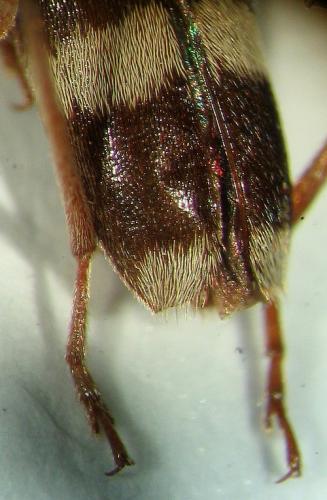 Chlorophorus aegyptiacus