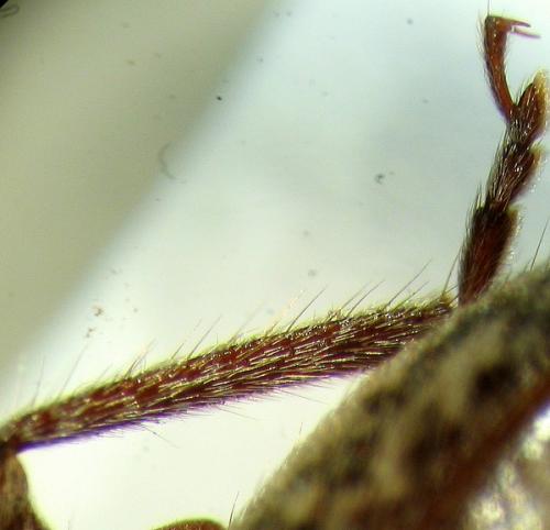 Trichoferus sp.