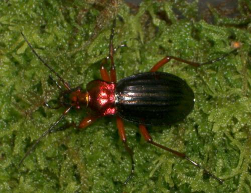 Réf. 15 713 : Carabus auronitens auronitens