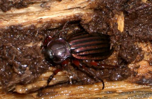 Réf. 15 714 : Carabus auronitens auronitens