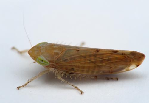 Synophropsis lauri