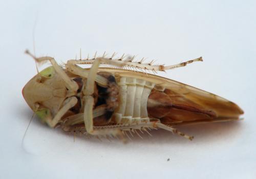 Synophropsis lauri