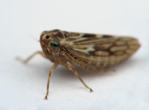Réf. 15 112 : Agallia consobrina