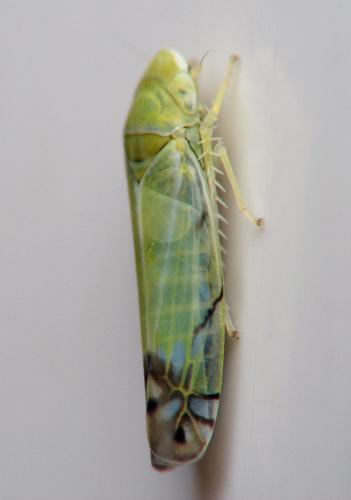 Zyginella pulchra