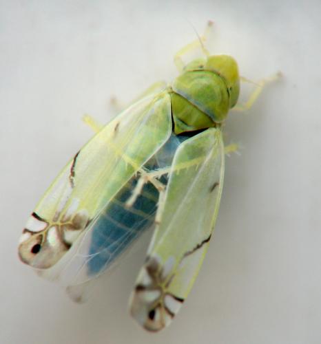 Zyginella pulchra