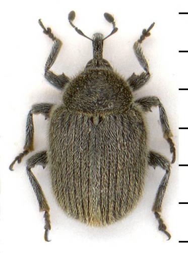 Rhinusa tetra