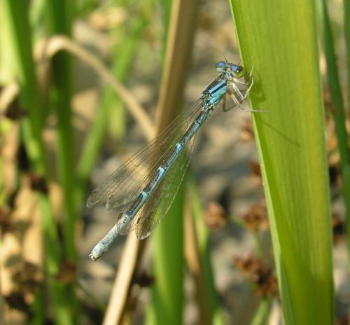 Coenagrion caerulescens