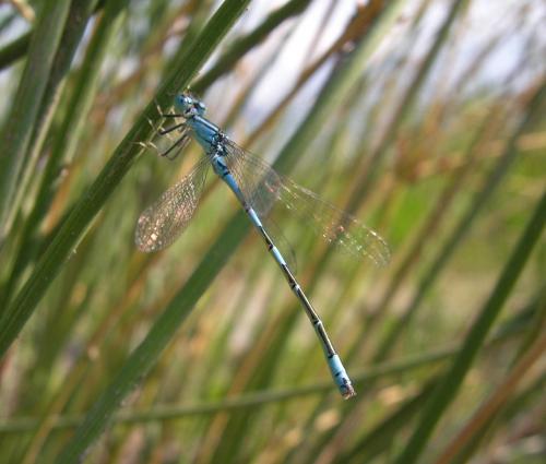 Coenagrion caerulescens