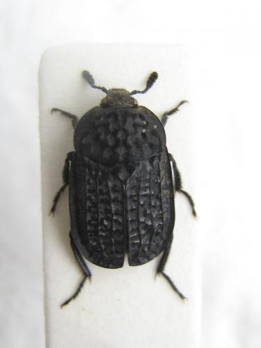Thanatophilus rugosus