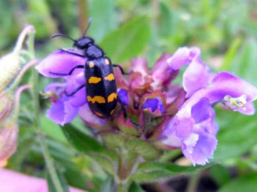 Hycleus polymorphus