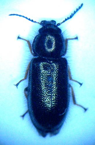 Aplocnemus virens