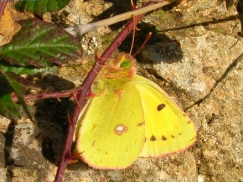 Colias croceus