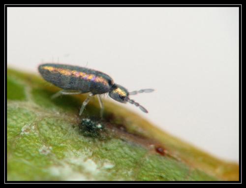 Lepidocyrtus cyaneus