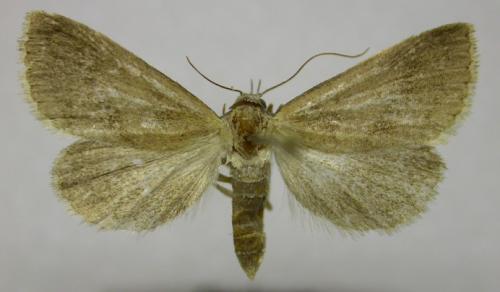 Raparna conicephala