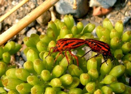 Graphosoma divers