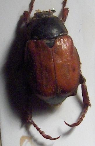 Hoplia argentea