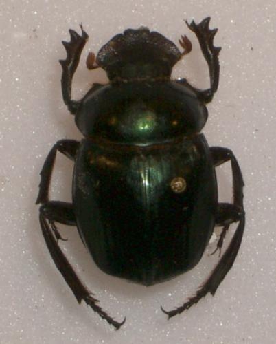 Canthonini