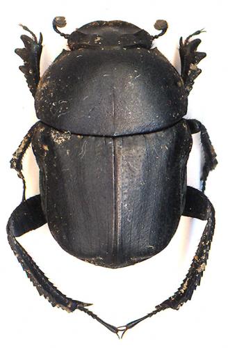 Gymnopleurus sturmii