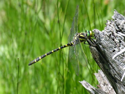 Cordulegaster boltonii
