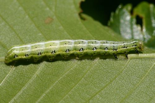 Réf. 15 160 : Cosmia affinis