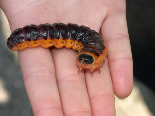 Cossus cossus