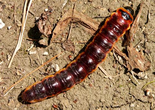 Cossus cossus